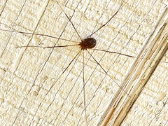 Leiobunum aldrichi