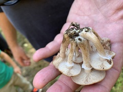 Armillaria ostoyae