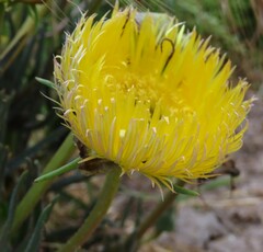 Conicosia pugioniformis