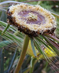 Conicosia pugioniformis