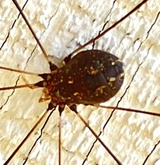 Leiobunum aldrichi