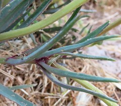 Conicosia pugioniformis