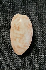Bulla occidentalis