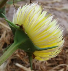 Conicosia pugioniformis