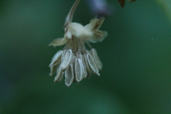 Nothofagus glauca