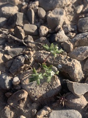 Ipomopsis polycladon