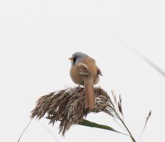 Panurus biarmicus