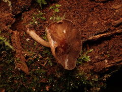 Pluteus umbrosus