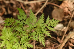 Trepocarpus aethusae