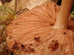 Pluteus umbrosus