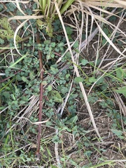 Melochia corchorifolia