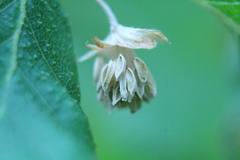 Nothofagus glauca