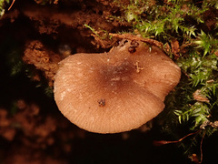 Pluteus nanus