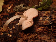 Pluteus nanus