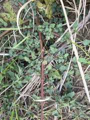 Melochia corchorifolia