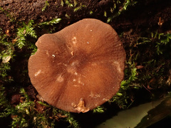 Pluteus nanus