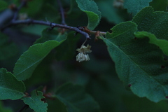 Nothofagus glauca