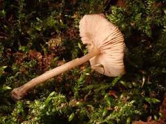 Pluteus nanus