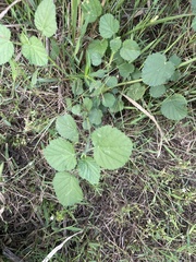 Heliotropium indicum