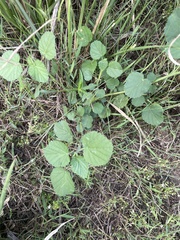 Heliotropium indicum