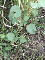 Heliotropium indicum