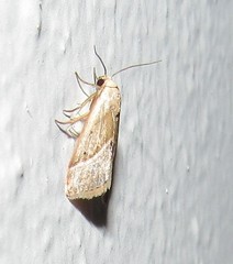 Micrathetis dasarada