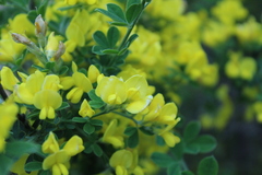 Genista monspessulana