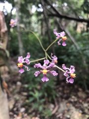 Trichocentrum andrewsiae
