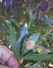 Neuroterus laurifoliae