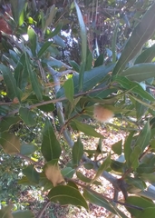 Neuroterus laurifoliae