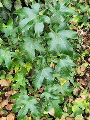 Liquidambar