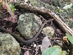 Mastigodryas melanolomus