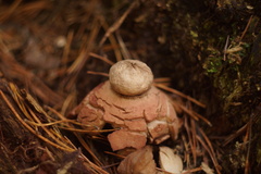 Geastrum rufescens
