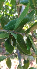 Neuroterus laurifoliae