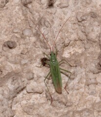 Trigonotylus