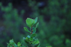 Escallonia illinita