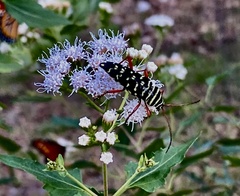 Placosternus erythropus