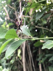 Micrathena sexspinosa