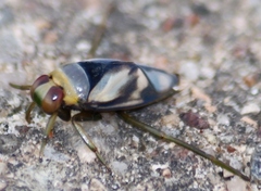 Notonecta undulata