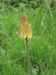 Kniphofia