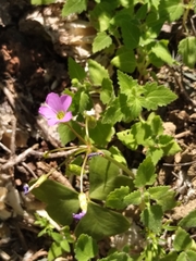 Oxalis
