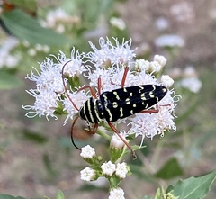 Placosternus erythropus