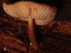Pluteus umbrosus
