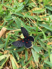 Melanis cephise