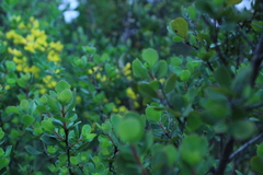 Escallonia illinita
