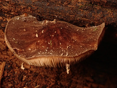 Pluteus umbrosus