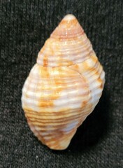 Gemophos tinctus