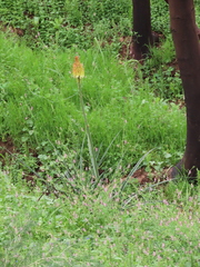 Kniphofia