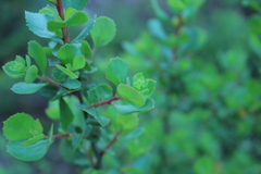 Escallonia illinita
