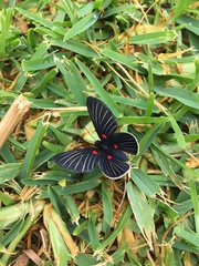 Melanis cephise